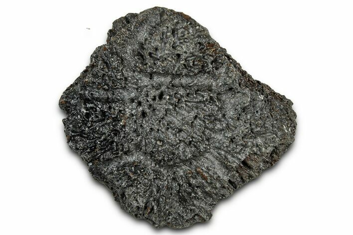 Fossil Glyptodont (Glyptotherium) Bony Armor Osteoderm - Florida #351078